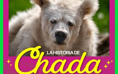 La historia de Chada